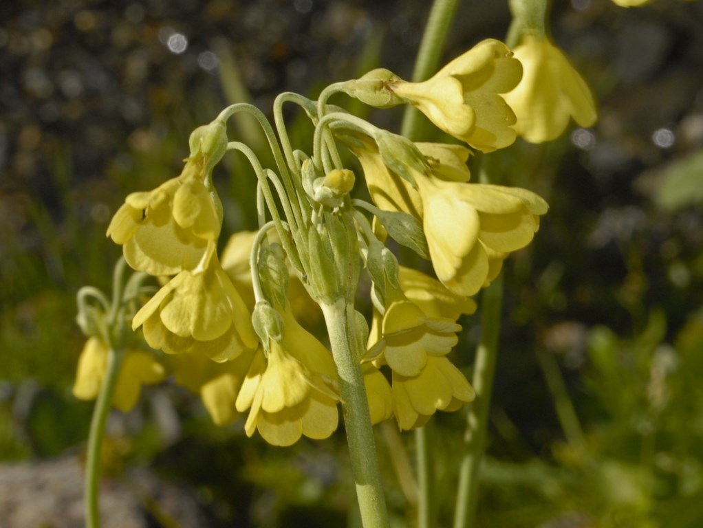 Dei bei fiori gialli